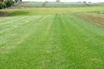 gallery/Turf Paddocks and Fields/_thb_DSCF1535.JPG